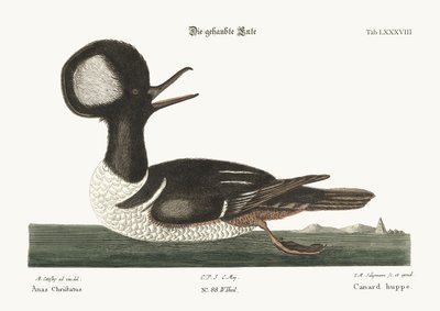 The Round-crested Duck, 1749-73 by Mark Catesby